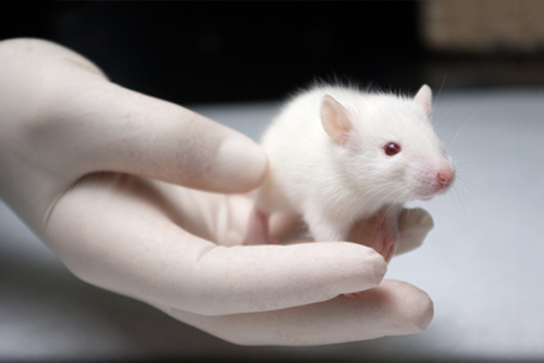 临床前毒理学研究 临床前毒理学研究