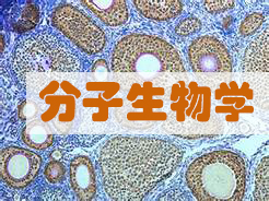 分子生物学服务 分子生物学服务