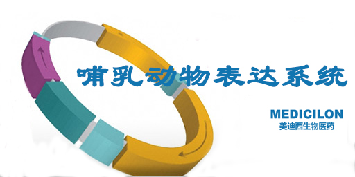 哺乳动物表达系统 哺乳动物表达系统