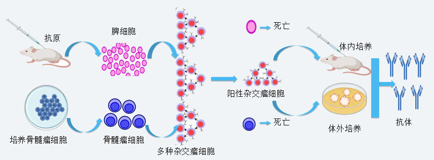 xcsports抗体开发技术