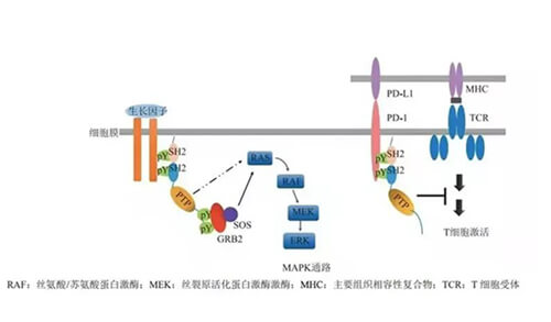 xcsports助力凌达生物SHP2变构抑制剂RG001片获批临床.jpg