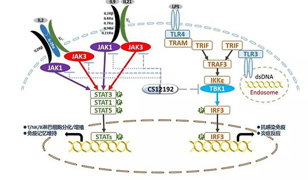 自身免疫疾病或迎新疗法!xcsports助力微芯生物CS12192获批FDA.jpg 自身免疫疾病或迎新疗法!xcsports助力微芯生物CS12192获批FDA.jpg